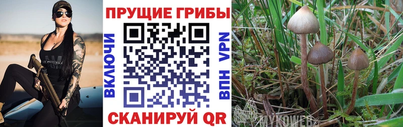 где купить   Назарово  Псилоцибиновые грибы Magic Shrooms 